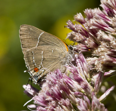 White M  Hairstreak _MG_3984.jpg