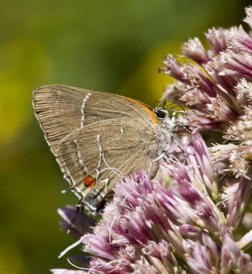 White M  Hairstreak _MG_3986.jpg