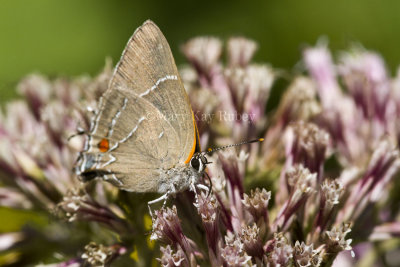 White M  Hairstreak _MG_4013.jpg