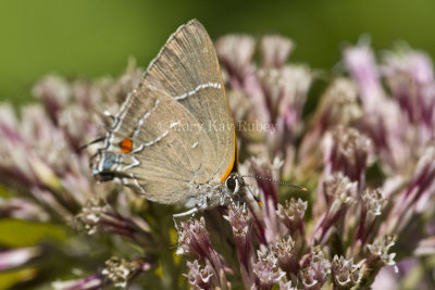 White M  Hairstreak _MG_4016.jpg