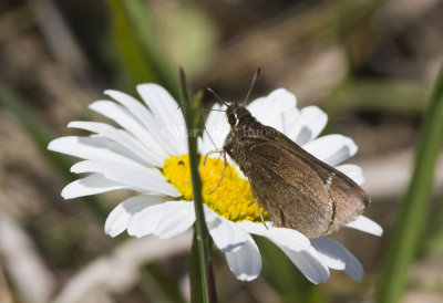 2 Dusted Skipper _MG_3122.jpg