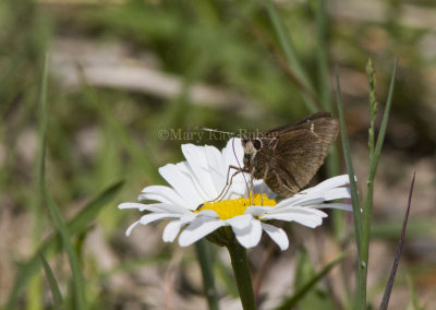 4 Dusted Skipper _MG_3119.jpg