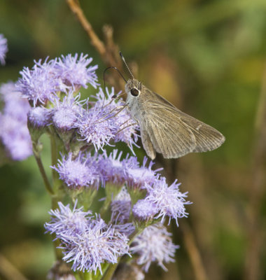 Eufala Skipper _MG_0957.jpg