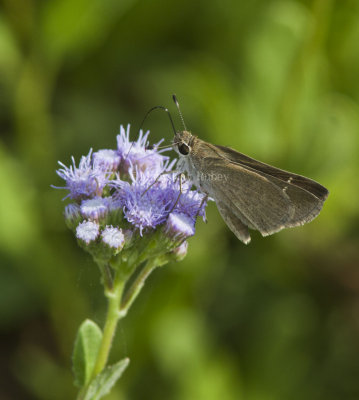 Eufala Skipper (Lerodea eufala)