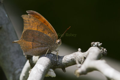 __ Goatweed Leafwing _MG_0829.jpg