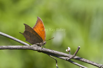 __ Goatweed Leafwing _MG_0853.jpg