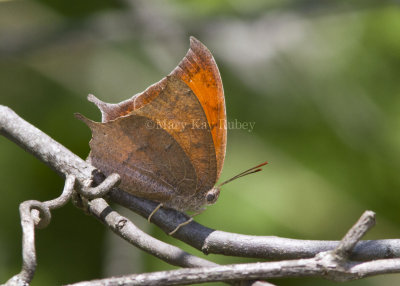 Goatweed Leafwing _MG_0700.jpg