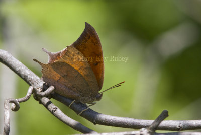 Goatweed Leafwing _MG_0708.jpg