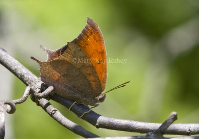 Goatweed Leafwing _MG_0710.jpg
