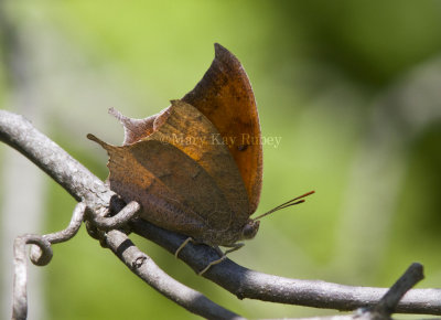Goatweed Leafwing _MG_0713.jpg
