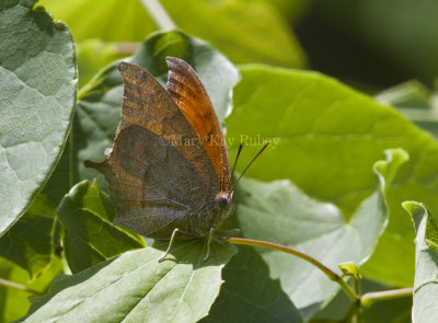 Goatweed Leafwing _MG_0730.jpg