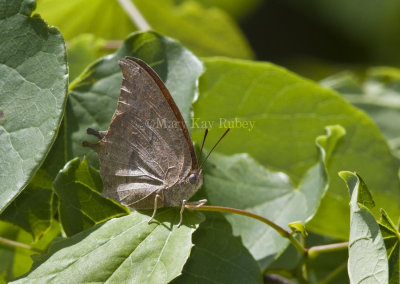 Goatweed Leafwing _MG_0737.jpg