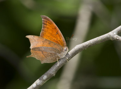 Goatweed Leafwing _MG_0739.jpg