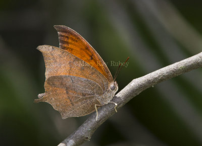 Goatweed Leafwing _MG_0745.jpg