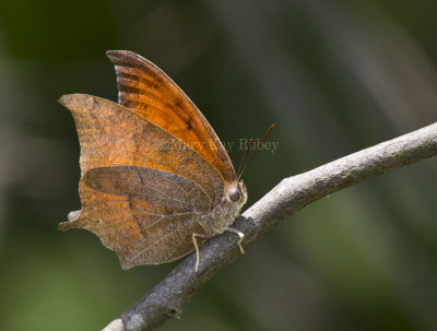 Goatweed Leafwing _MG_0750.jpg