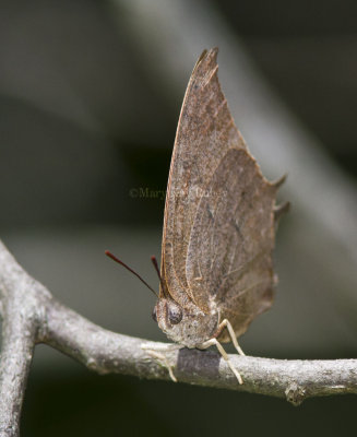 Goatweed Leafwing _MG_0762.jpg