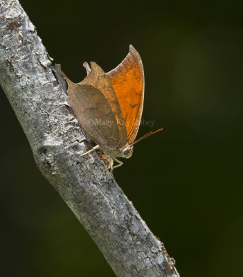 Goatweed Leafwing _MG_0811.jpg