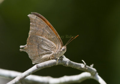 Goatweed Leafwing _MG_0813.jpg