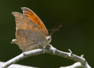 Goatweed Leafwing _MG_0818.jpg