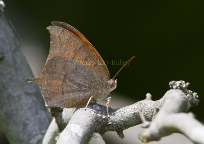 Goatweed Leafwing _MG_0821.jpg