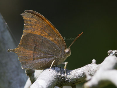 Goatweed Leafwing _MG_0824.jpg