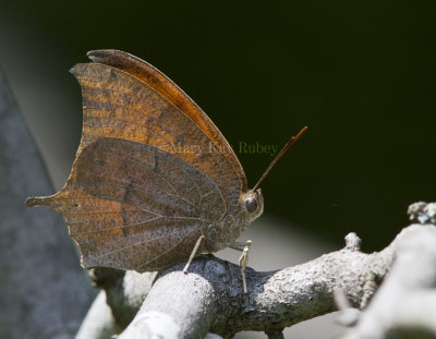 Goatweed Leafwing _MG_0838.jpg