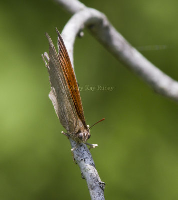 Goatweed Leafwing _MG_0843.jpg