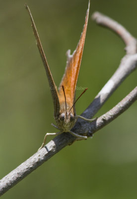 Goatweed Leafwing _MG_0844.jpg