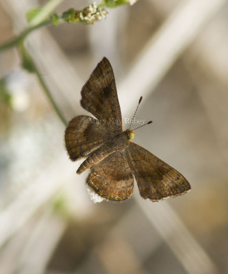 _ Fatal Metalmark _MG_0915.jpg