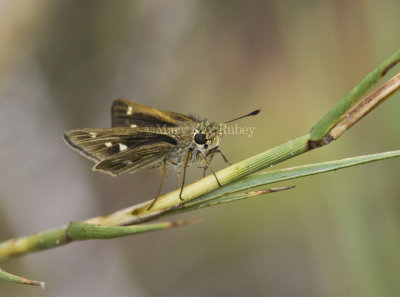 Obscure Skipper _MG_0668.jpg
