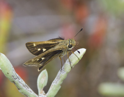 Obscure Skipper _MG_0694.jpg