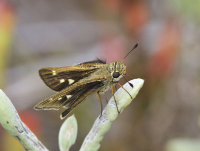 Obscure Skipper _MG_0696.jpg