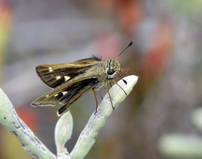 Obscure Skipper _MG_0700.jpg