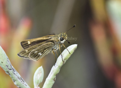Obscure Skipper _MG_0706.jpg