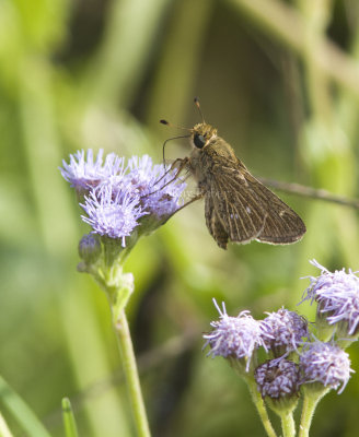 Obscure Skipper _MG_0838.jpg