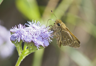 Obscure Skipper _MG_0841.jpg