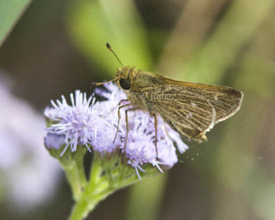 Obscure Skipper _MG_0844.jpg