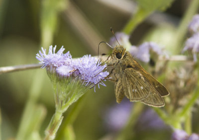 Obscure Skipper _MG_0858.jpg
