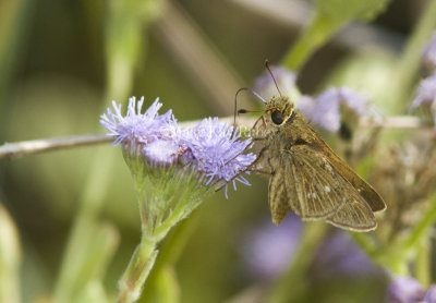Obscure Skipper _MG_0859.jpg