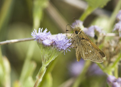 Obscure Skipper _MG_0860.jpg