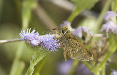 Obscure Skipper _MG_0861.jpg