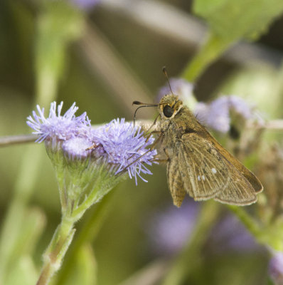 Obscure Skipper _MG_0862.jpg