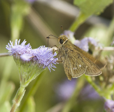 Obscure Skipper _MG_0863.jpg