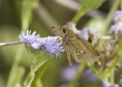 Obscure Skipper _MG_0864.jpg
