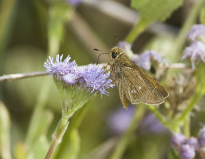 Obscure Skipper _MG_0867.jpg
