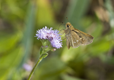 Obscure Skipper _MG_0869.jpg