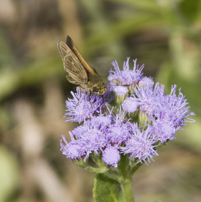 Obscure Skipper _MG_9828.jpg