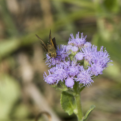 Obscure Skipper _MG_9831.jpg