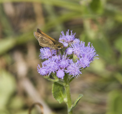 Obscure Skipper _MG_9839.jpg
