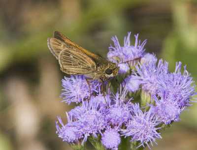 Obscure Skipper (Panoquina Panoquinoides)